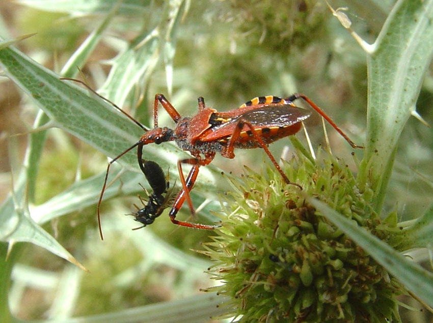 Galleria di insetti predatori e loro prede